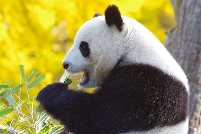 Pandas love Bamboo