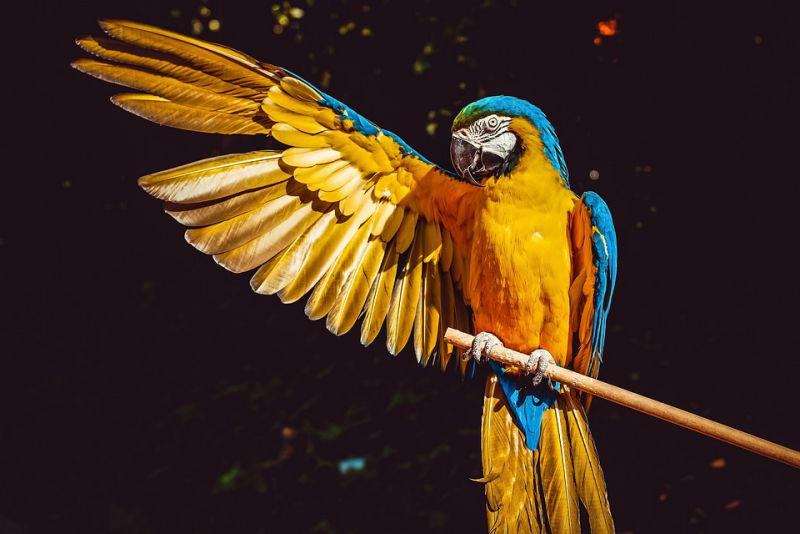 Parrot Feathers Contain Antibacterial Pigments