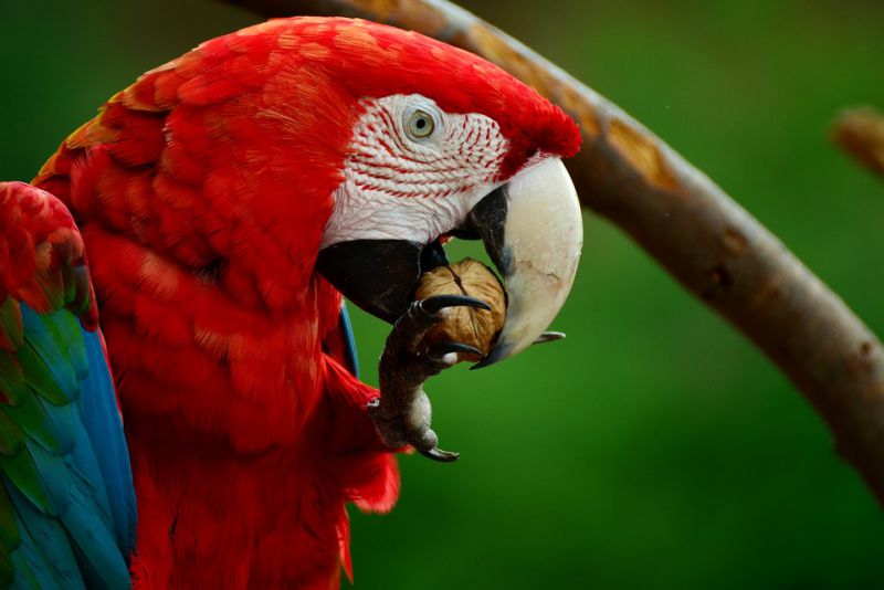 Parrots are smart creatures