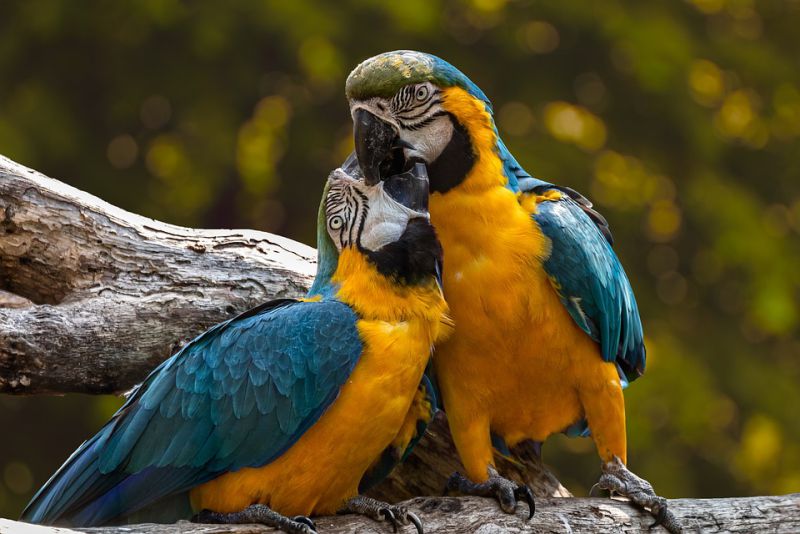 Parrots usually match their Mates