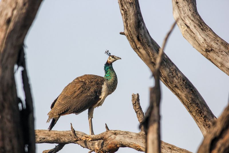 Peacocks are good at flying despite the massive body