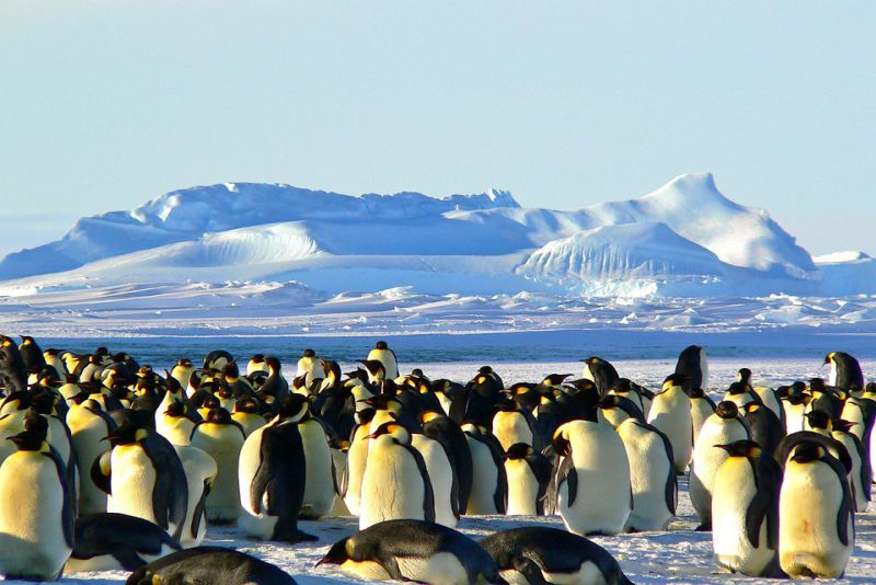 Penguin parents