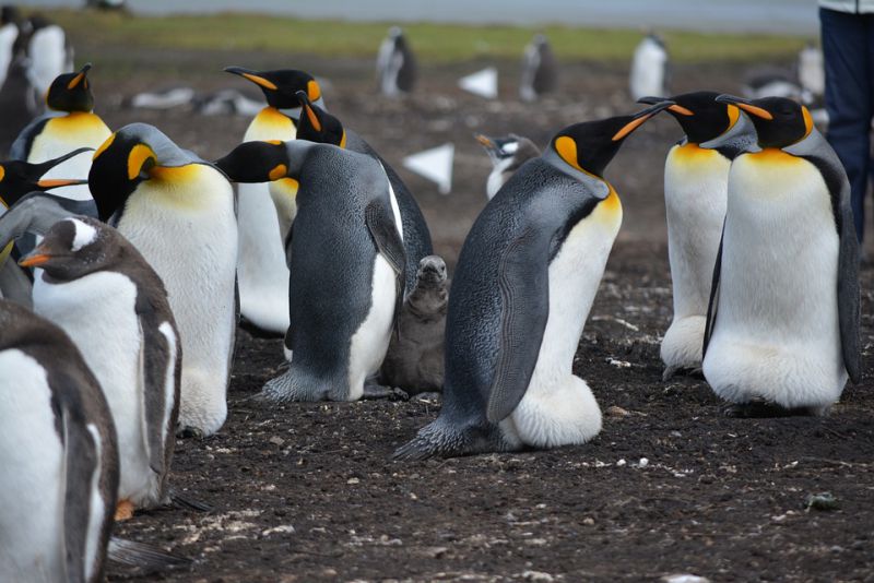 Penguins Camouflage While Swimming