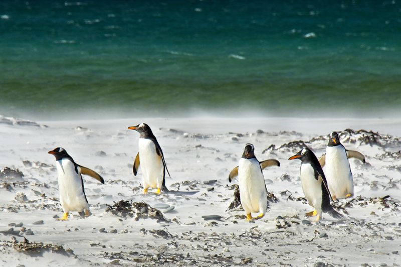 Penguins Can Drink Salt Water