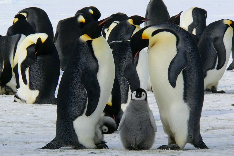 Penguins live in the south of the equator