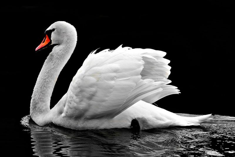 interesting facts about swan