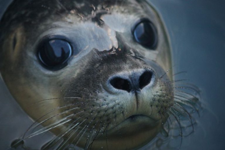 Top 10 interesting facts about seal Depth World