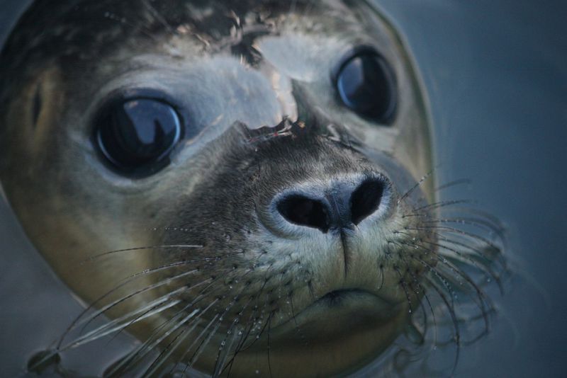 Physical characteristics of the seal