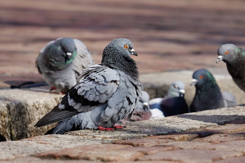 Pigeons alert other pigeons in their flock about the danger