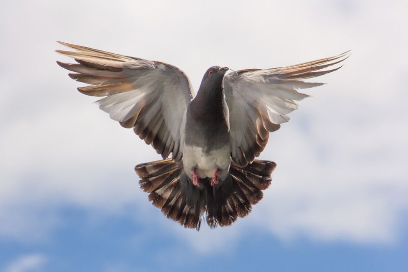 Pigeons can Learn Words and Read also