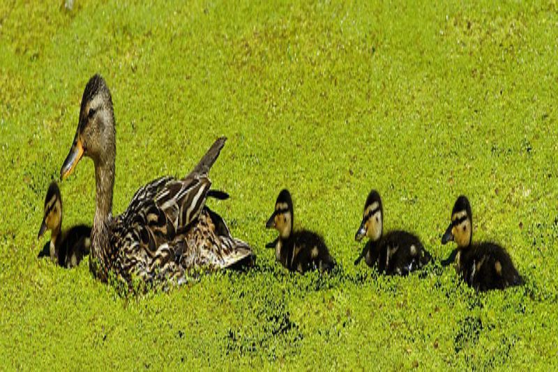 Preening helps them stay dry