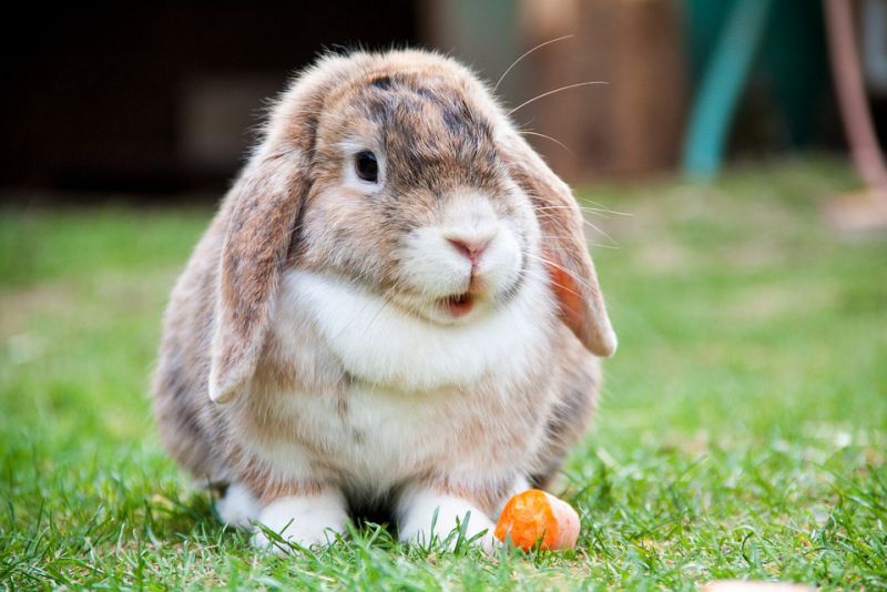 Rabbits binky in a happy mood