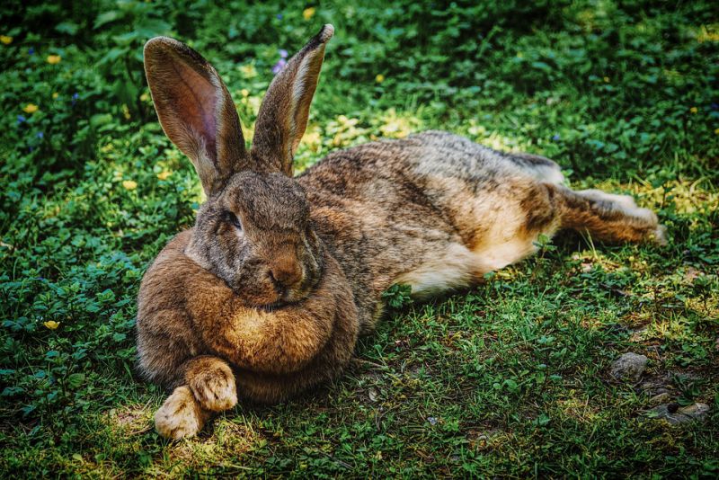 Rabbits ears assist in staying cool