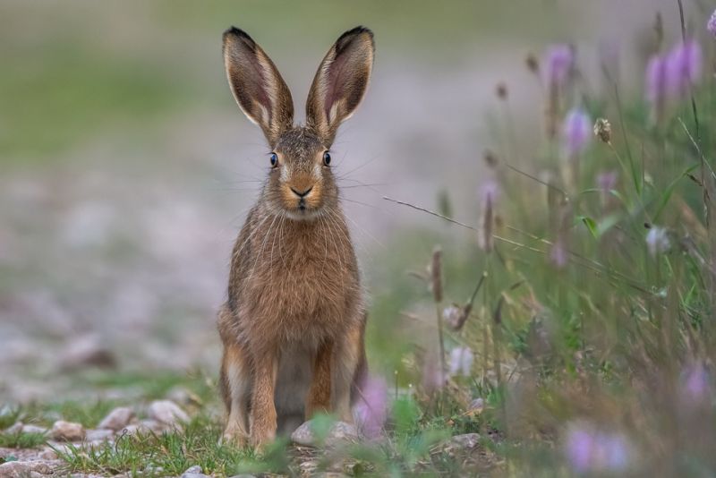 Rabbits eat their poop