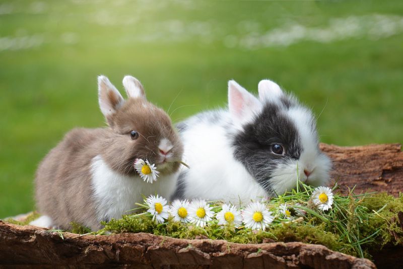 Rabbits teeth never stop growing