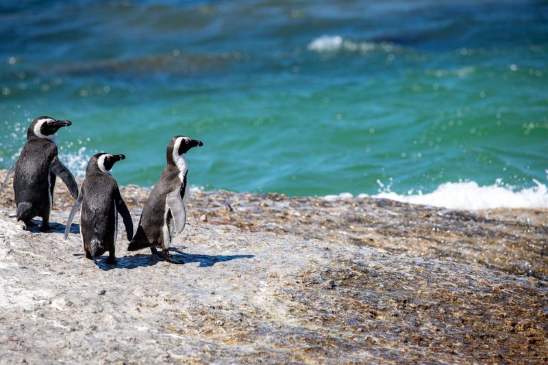 Rarest species of penguins