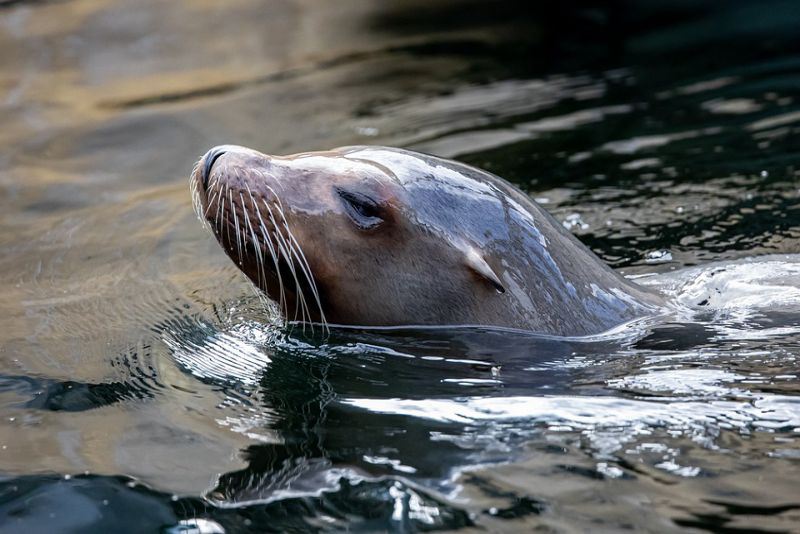 Sleeping pattern of sleep - interesting facts about seal