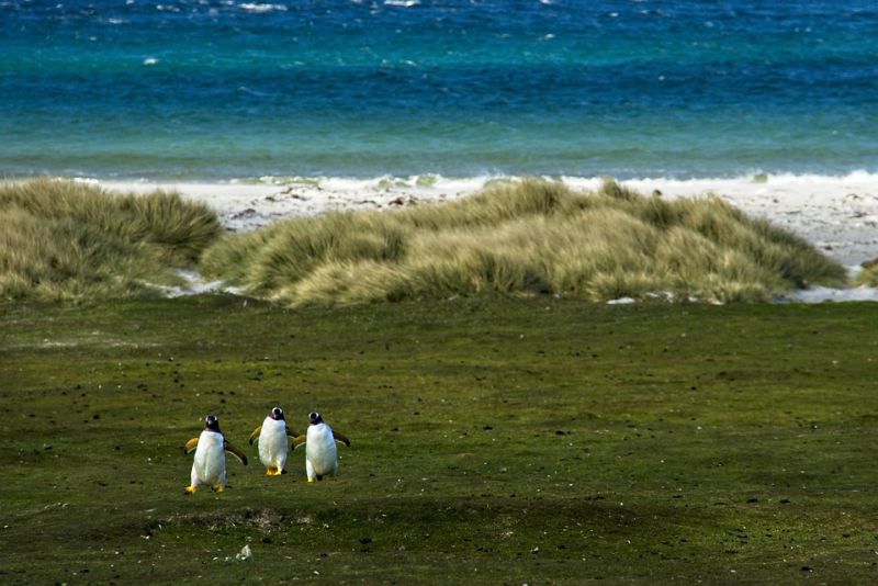 Small penguins usually feed at the surface of the sea