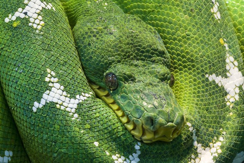 Snake swallow their food