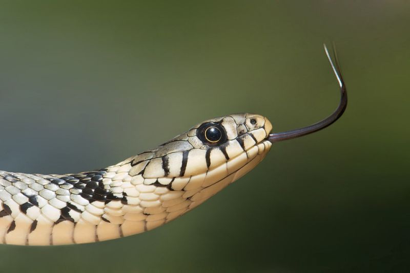 Snakes captured in flying mode
