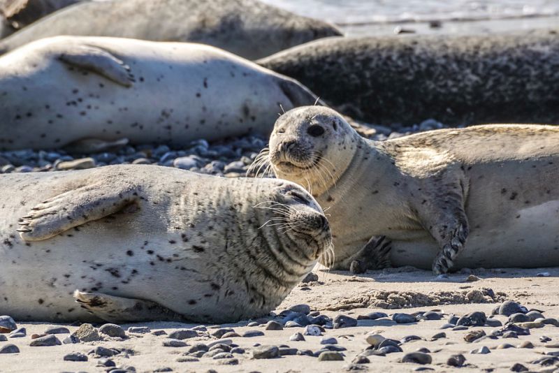 Social groups - interesting facts about seal