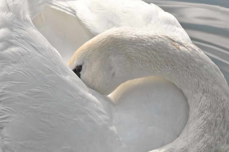 Swans are angelic creatures