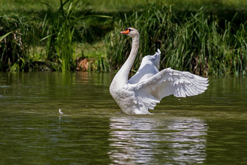 Swans are herbivores