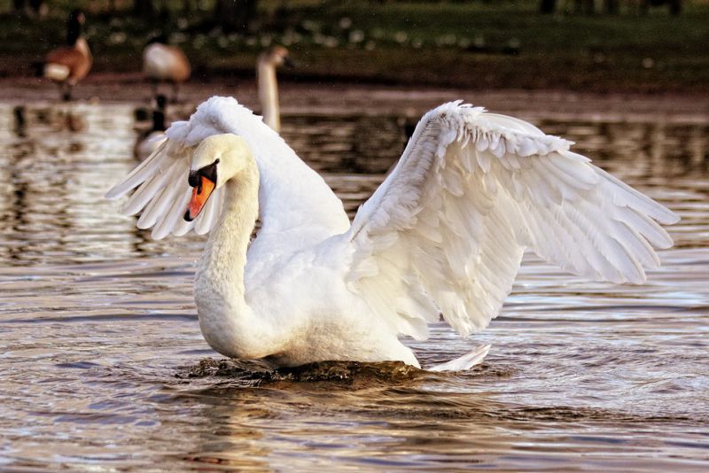 Swans natural predators