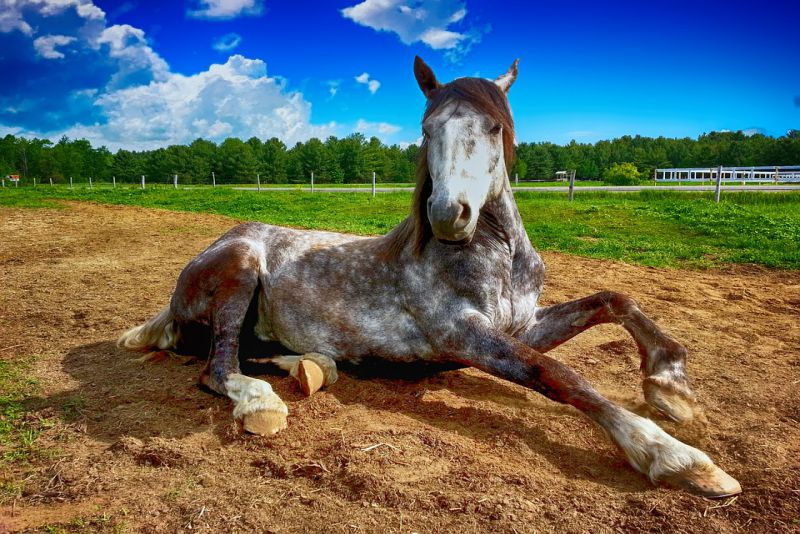 The American Quarter Horse is the Worlds most popular Breed