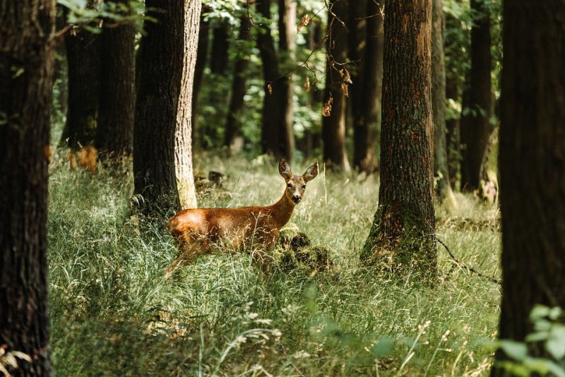 The Northern Pudu