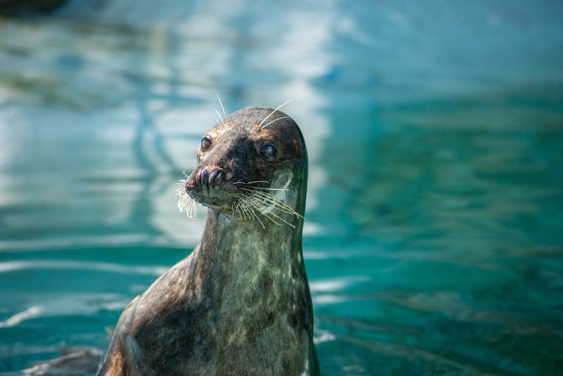 The hearing ability of the seal