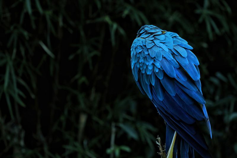 The life expectancy of parrots