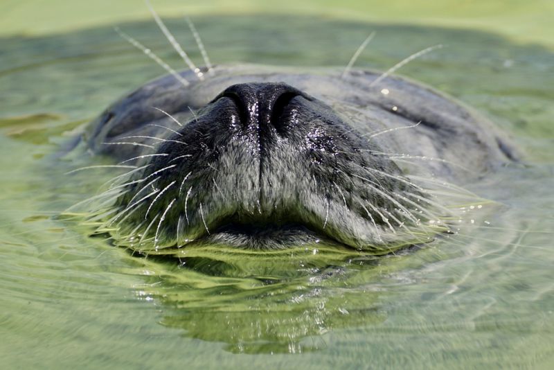 Unique quality of the seal - interesting facts about seal