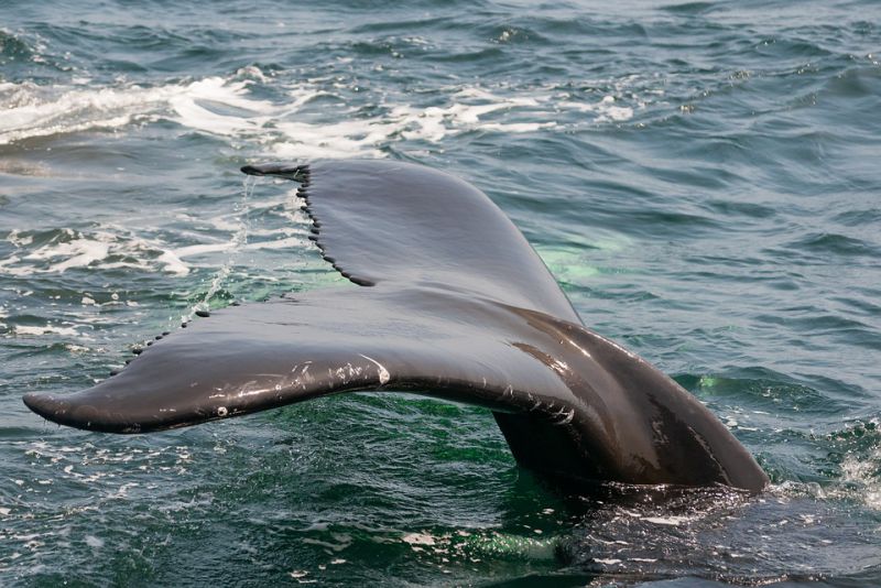 Whale Shark Populations are Endangered