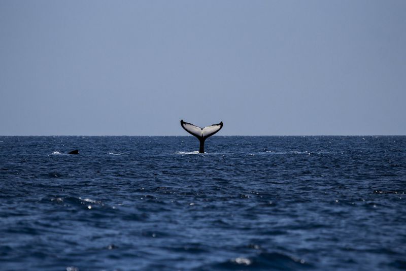 Whale Sharks are Migratory Creature