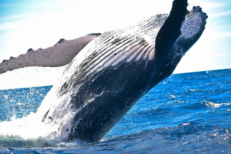 Whale Sharks found in Warm Waters