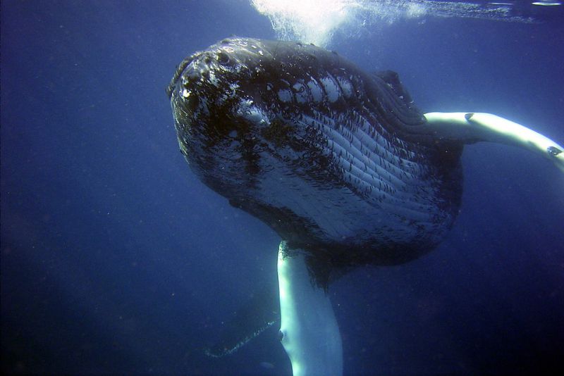 Whales are the loudest animals on the planet