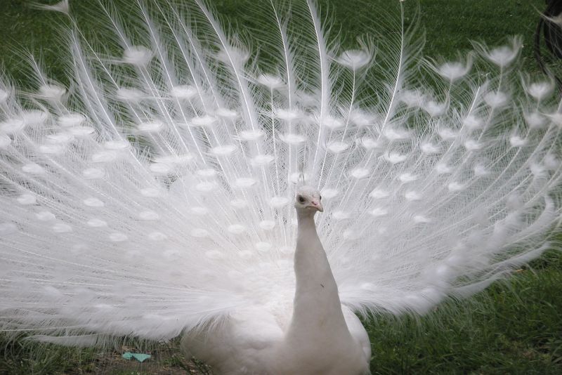 White Peacocks