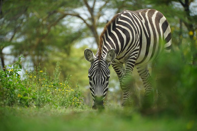 Wild Zebras have just found in Africa