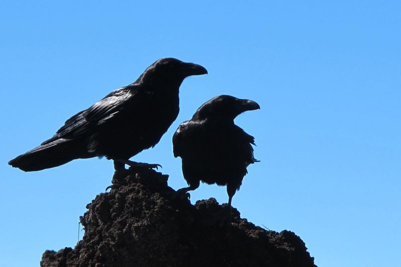 Young crows can help their parents raise their other chicks
