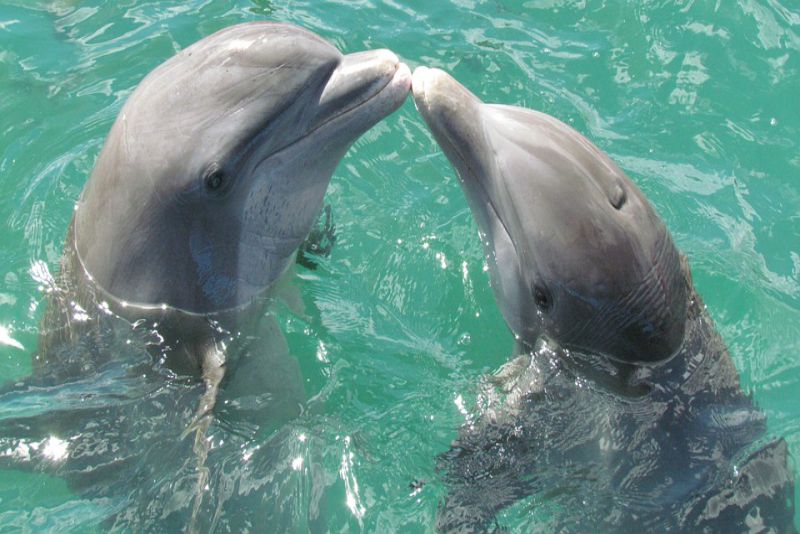 Young dolphins learn from their mothers