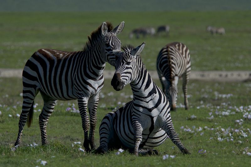 Zebras are highly social