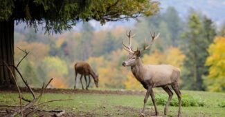 interesting-and-fun-facts-about-deer