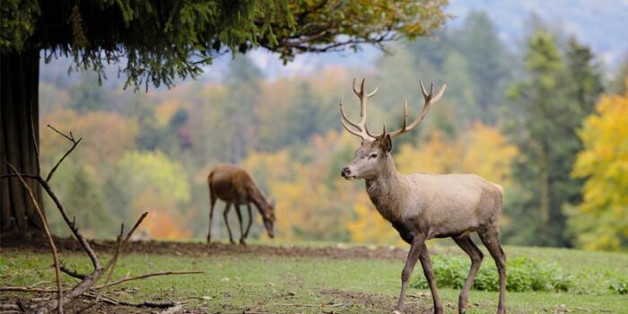 interesting-and-fun-facts-about-deer