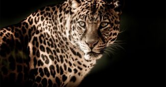 interesting-and-fun-facts-about-leopard