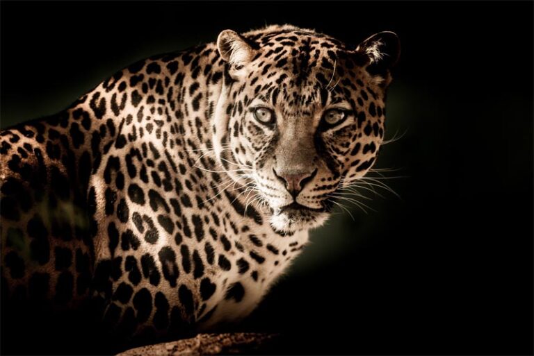 Top 10 interesting and fun facts about leopard - Depth World
