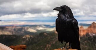 interesting-facts-about-crows