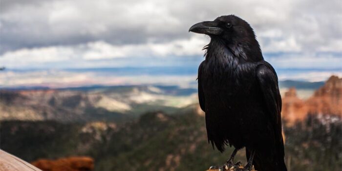 interesting-facts-about-crows