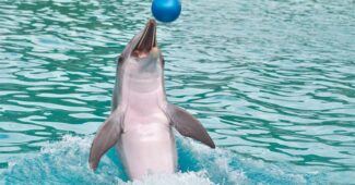 interesting-facts-about-dolphins