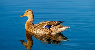 interesting-facts-about-duck